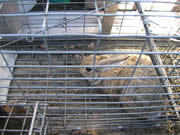 Allstate Animal Control cage with trapped rabbit